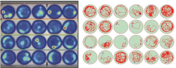 Zebrafish Behavior Analysis System - TYtech